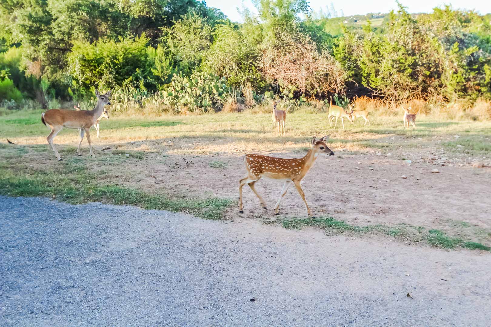 Shores at Lake Travis - Common Area- Deer